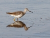 Greater Yellowlegs