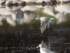 Greater Yellowlegs