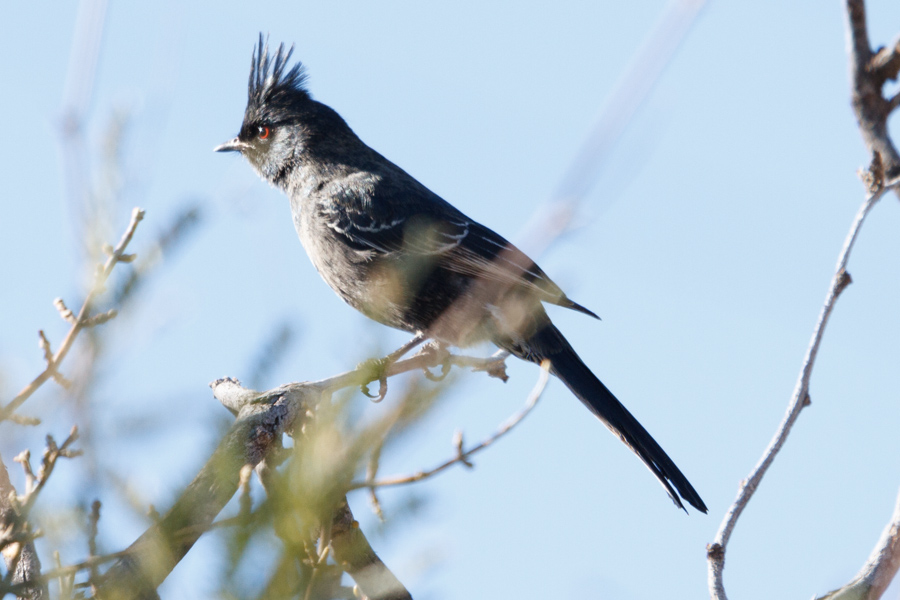 Phainopepla