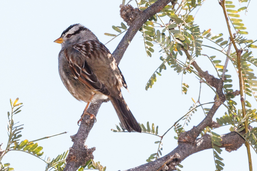 White-crowned Sparrow