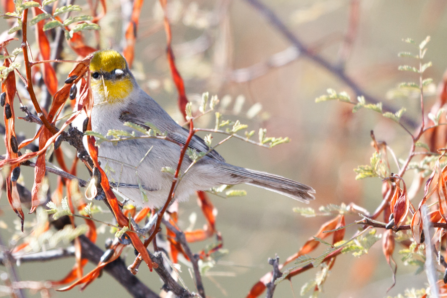 Verdin