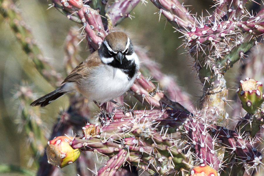 Black-throated Sparrow