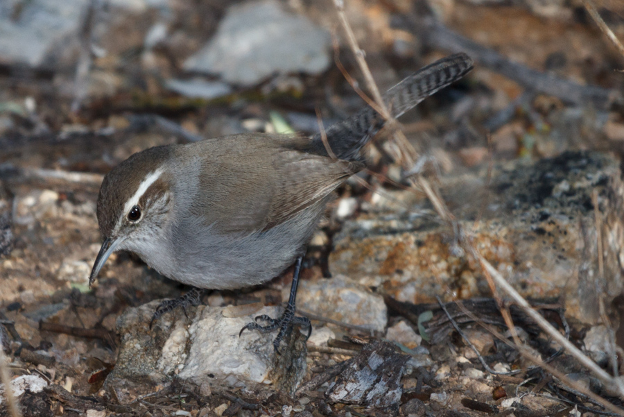 Bewick\'s Wren