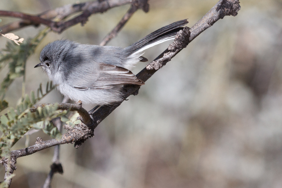 Black-tailed Gnatcatcher