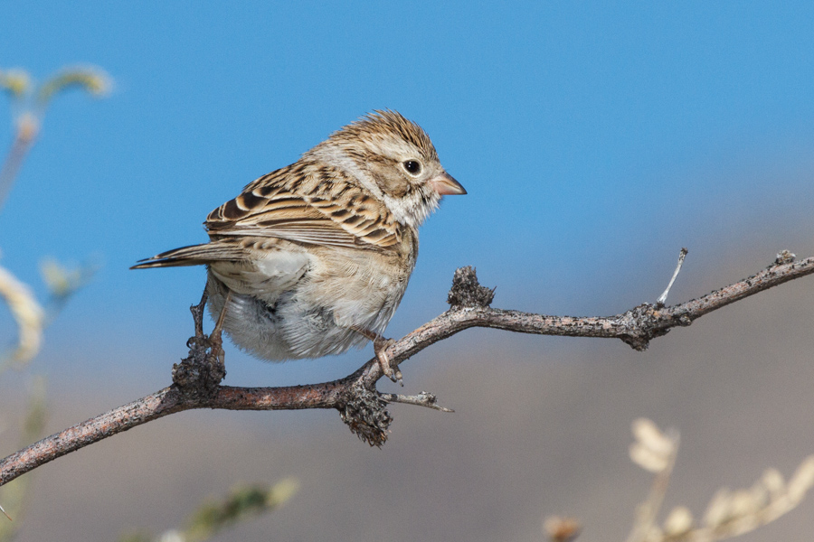 Chipping Sparrow