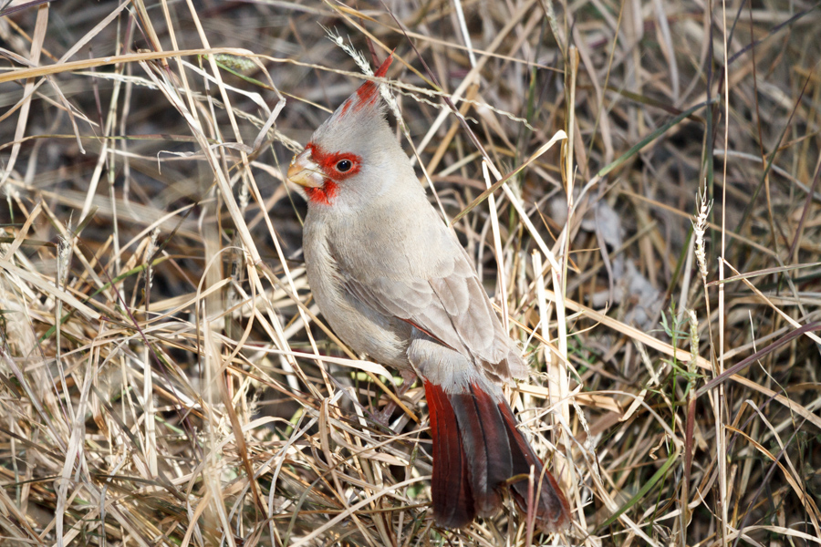 Pyrrhuloxia