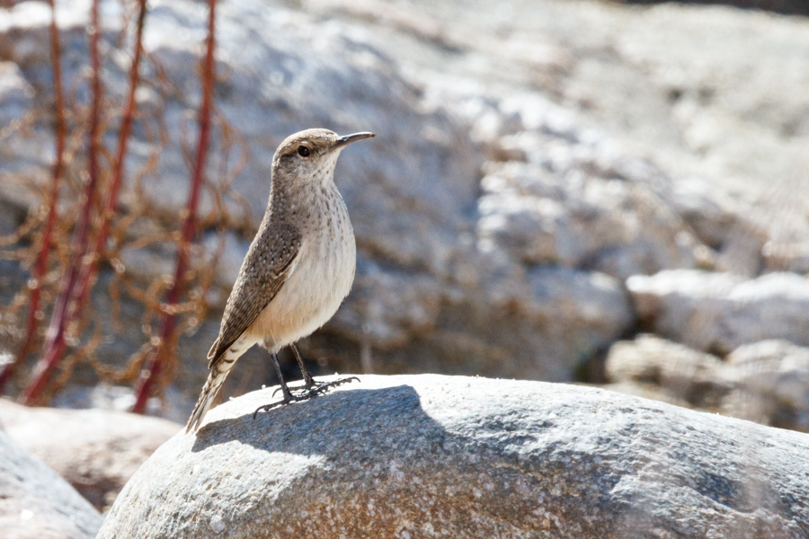 Rock Wren