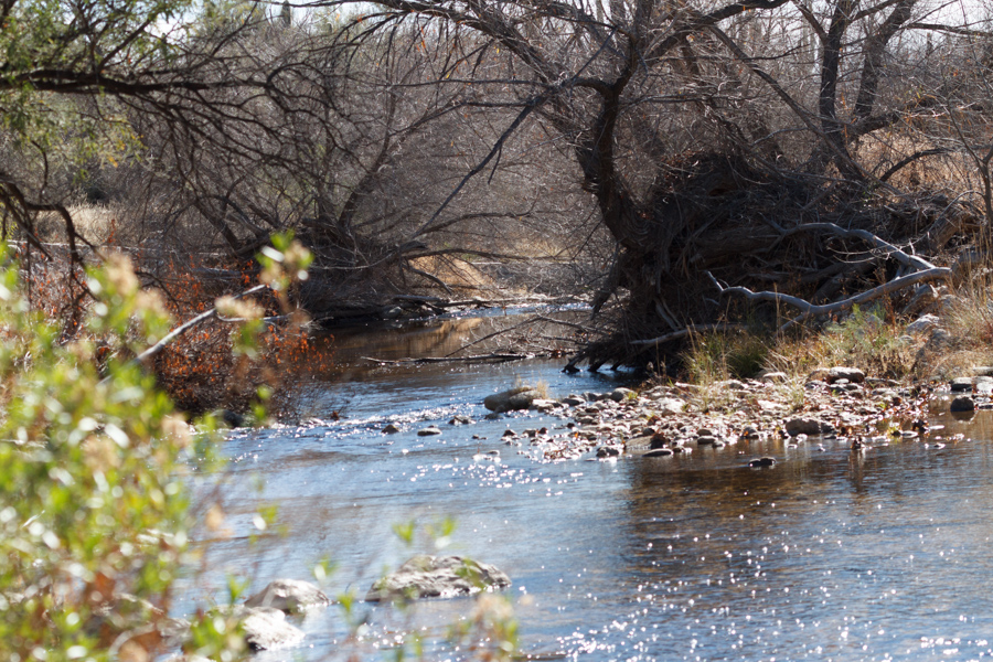 Sabino Creek