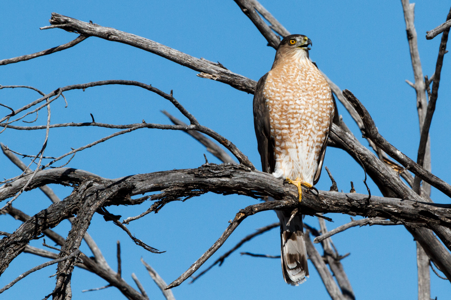 Cooper\'s Hawk