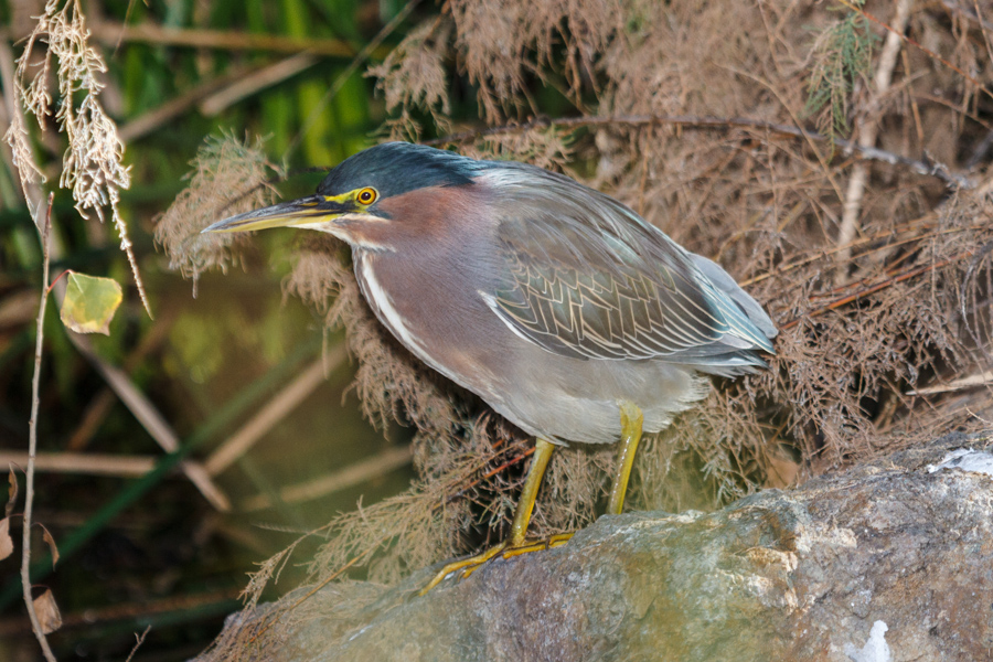 Green Heron