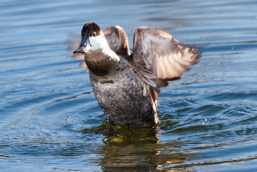 Ruddy Duck