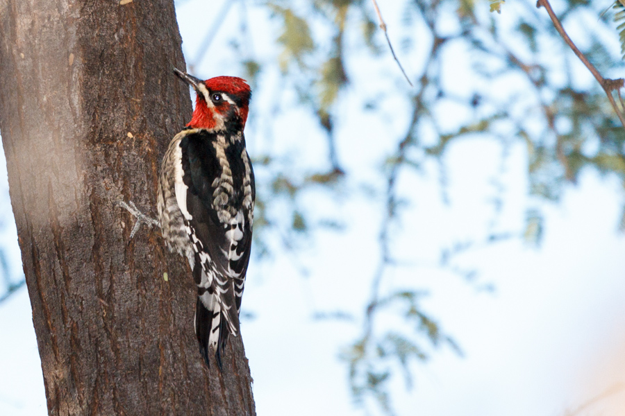 Red-naped Sapsucker