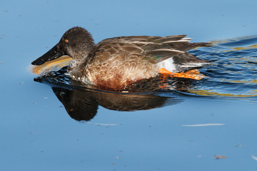 Northern Shoveler