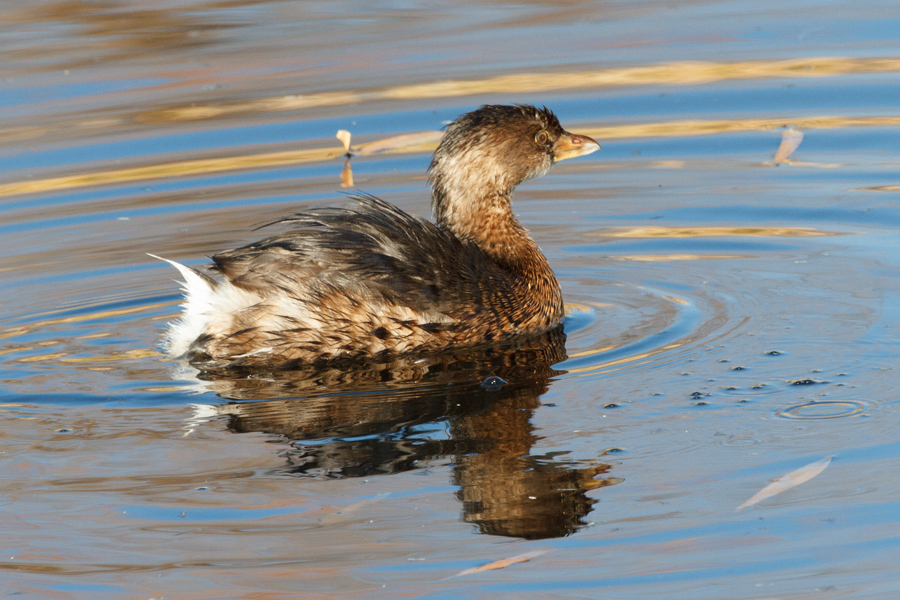 Pied-billed Grebe