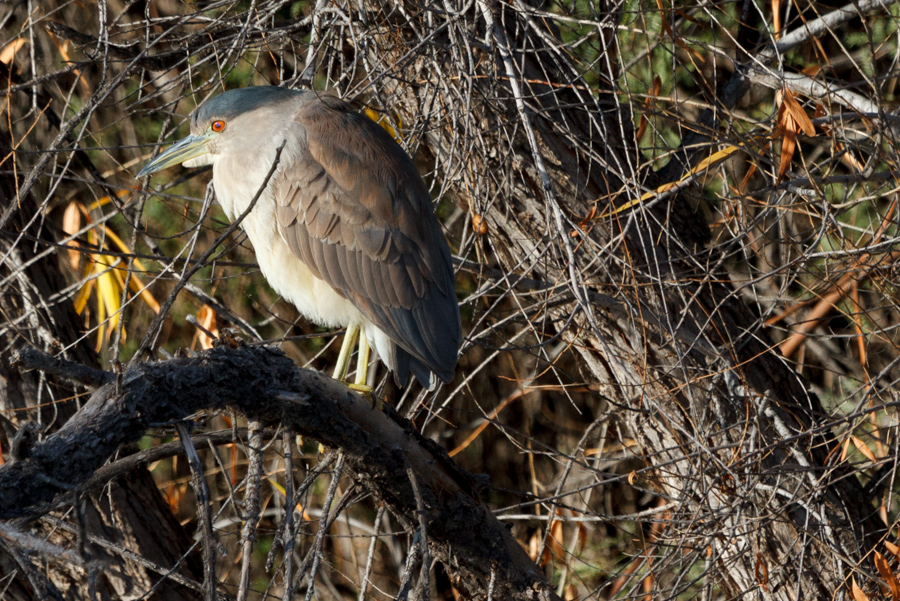 Black-crowned Night Heron