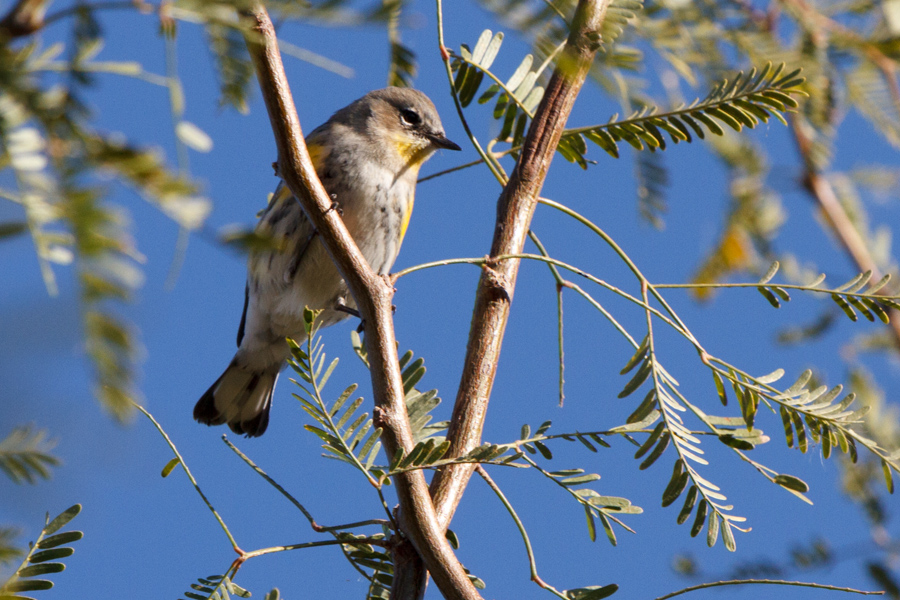 Yellow-rumped Warbler