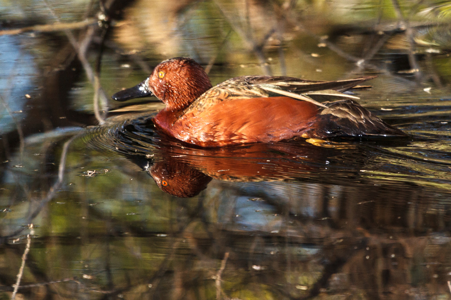 Cinnamon Teal