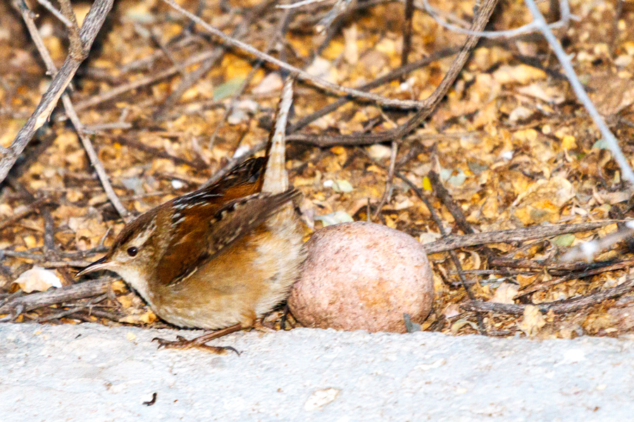 Marsh Wren