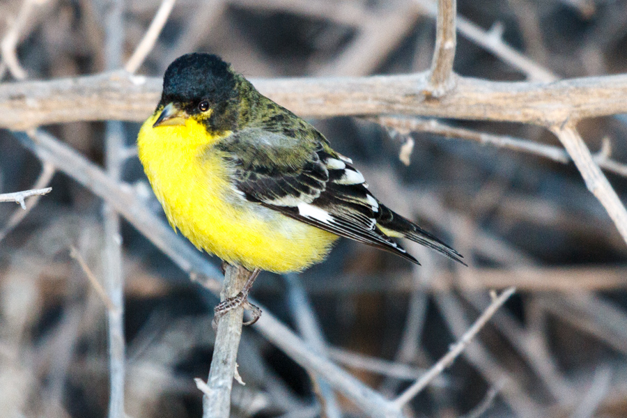 Lesser Goldfinch