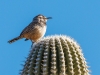 Cactus Wren