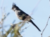 Phainopepla