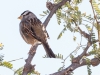 White-crowned Sparrow