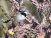 Black-throated Sparrow