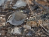 Bewick's Wren