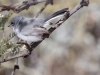 Black-tailed Gnatcatcher