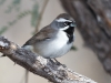 Black-throated Sparrow