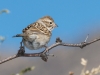 Chipping Sparrow