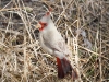 Pyrrhuloxia