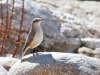 Rock Wren