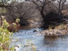 Sabino Creek