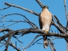 Cooper's Hawk