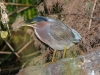 Green Heron