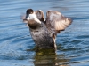 Ruddy Duck