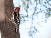 Red-naped Sapsucker