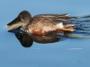 Northern Shoveler