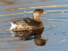 Pied-billed Grebe