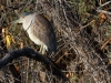 Black-crowned Night Heron