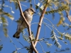 Yellow-rumped Warbler