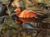 Cinnamon Teal