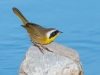 Common Yellowthroat