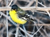 Lesser Goldfinch