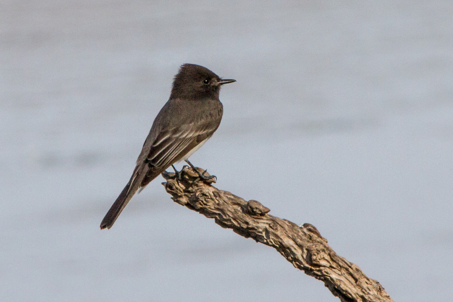 Black Phoebe