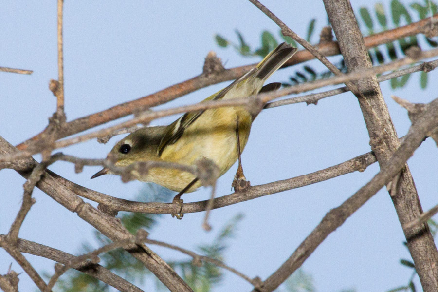 Ruby-crowned Kinglet