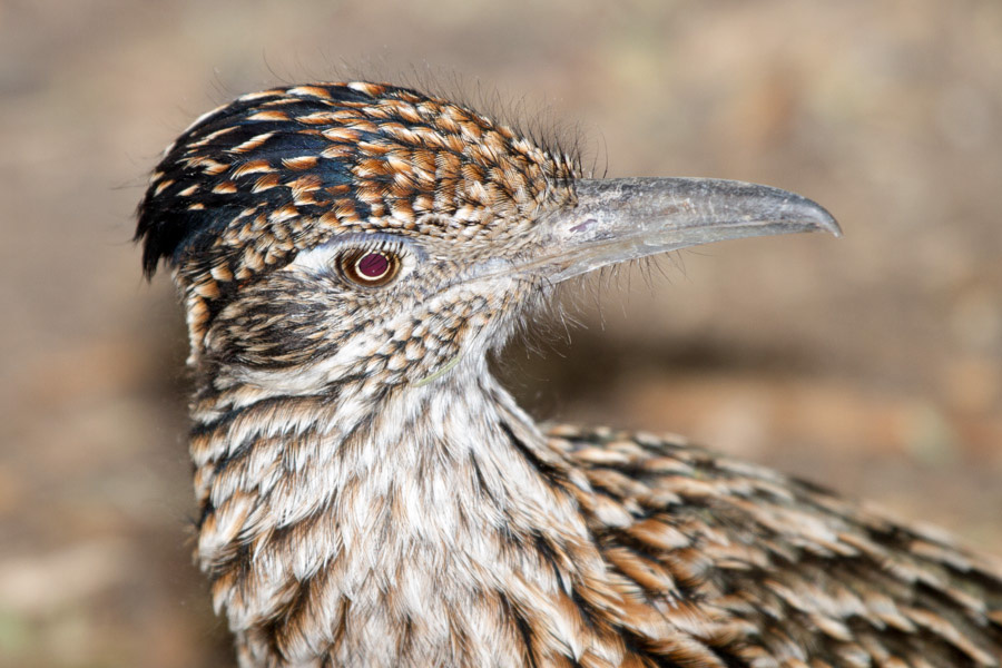 Roadrunner