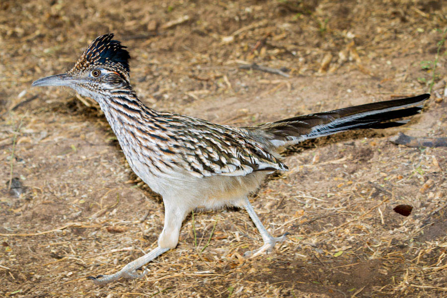 Roadrunner