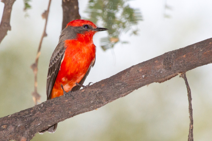 Vermilion Flycatcher